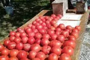 Crown Roofing & Exterior services Okawville IL